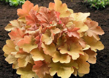 ŻURAWKA Caramel Heuchera - sadzonki w doniczkach