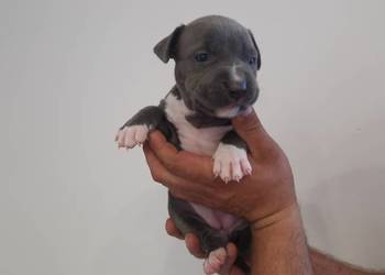American Staffordshire Terrier