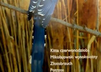 440 Woliera Miesięcznik Ornitologiczny (P) (3)