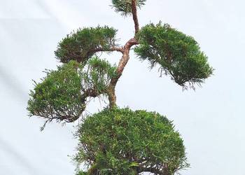 Bonsai Niwaki jałowiec sabiński 'TAMARISCIFOLIA'