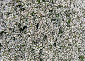 zatrwian tatarski kwiat suchy statica 2025