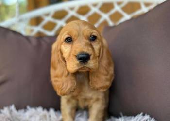 Piękny złoty piesek Cocker Spaniel Angielski rodowód chip wyprawka
