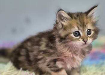 Kocurek Syberyjski OTIS rodowód FIFE FPL