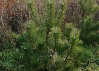 sosna czarna duże drzewka kopana likwidacja plantacji