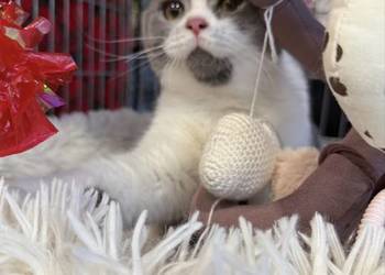 brytyjski bikolor niebieski