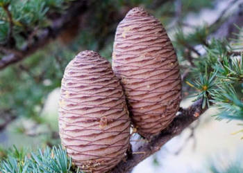 CEDR LIBAŃSKI CEDRUS - sadzonki w doniczkach