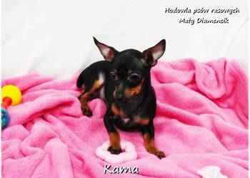 Pinczer miniaturowy (Ratlerek) Suczka KAMA z Rodowodem i Wyprawką