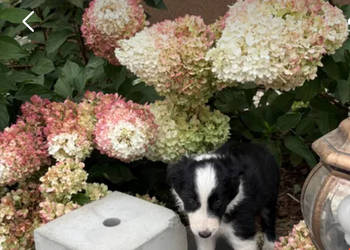 Border collie