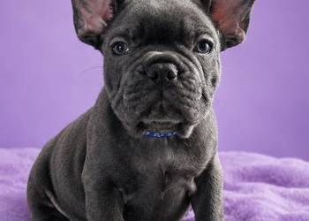 Buldog francuski