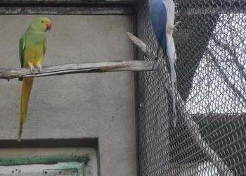 Aleksandretty obrożne