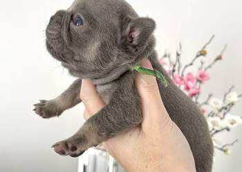 Buldog francuski