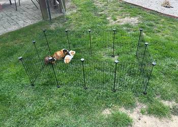 Kojec dla zwierząt domowych gryzoni świnki królika