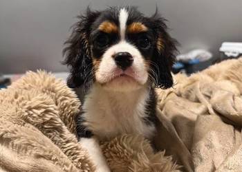 "BENJI" Piesek Cavalier King Charles Spaniel TRICOLOR
