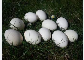 Jajka lęgowe zielononóżki kuropatwianej