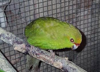 Modrolotki zoltoczepkowe