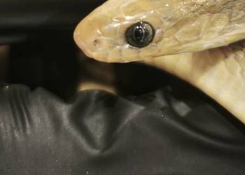 dasypeltis gansi – około roku, jajojad, jajożer