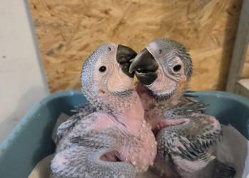 Ary - do dalszego karmienia