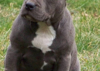 American Staffordshire Terrier Blue Amstaff Samica