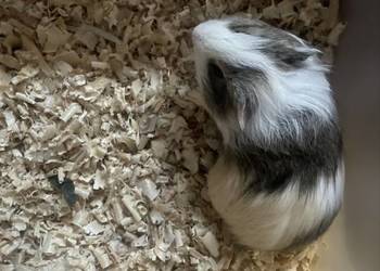 Świnki morskie sprzedam