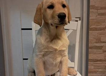 Szczeniaki rasy labrador retriever