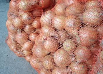 Cebula z siewu wiosennego