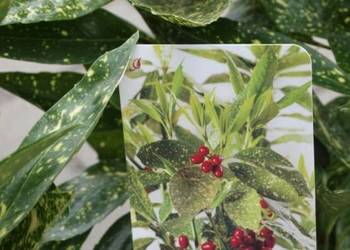 Aucuba japońska aukuba Variegata sadzonki w doniczce