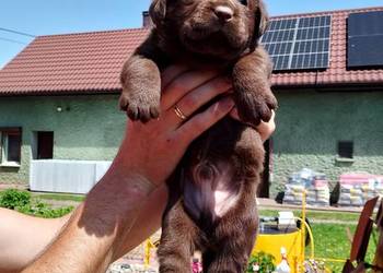 Szczeniaki Labrador Retriever