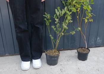 Borówka  amerykańska  DUKE blucrop chendler 4 letnie.