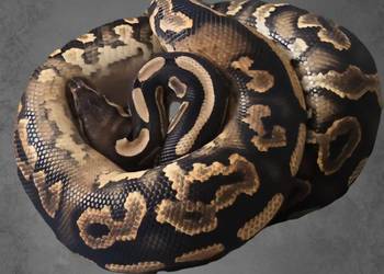 Samica Black Pastel YB het Piebald