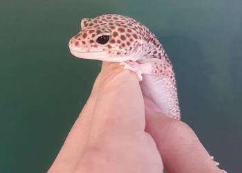 Gekon lamparci super mack snow