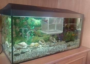 Akwarium aquael 55 litra+Rybki