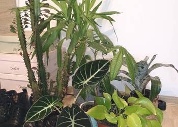 Kwiaty doniczkowe cena za wszystko.