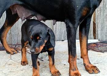 Dobermany szczeniaki mocne!!