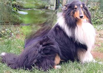 Owczarek szkocki Collie długowłosy- szczeniaczki