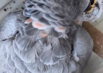 Żako dorosła samica z czerwonym faktorem