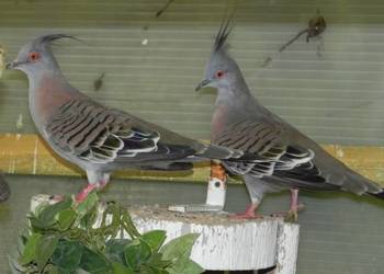 Aborygeny długoczuby