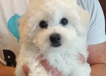 Szczeniaki Bichon Frise Fci ZKwP
