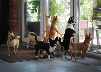 CHIHUAHUA - SZCZENIĘTA po Championach, Rodowód FCI, okolice W-wy