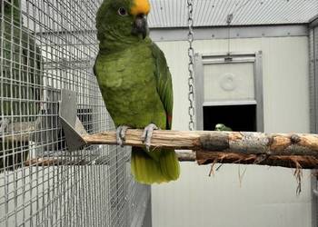 Amazonka surinamska samiec 2018r