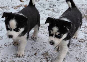 Husky Syberian Pies