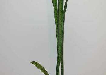 Sansewieria wysoka. wysokość 92cm