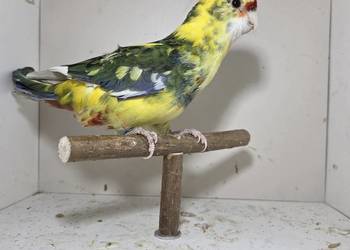 Rozella królewska samiec