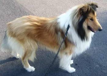 Owczarek szkocki collie piesek