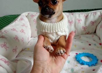 Biszkoptowa chihuahua Biszkoptowa chihuahua