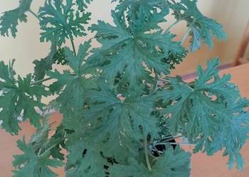 Anginka (geranium) w doniczce