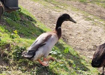 Kaczor biegus indyjski