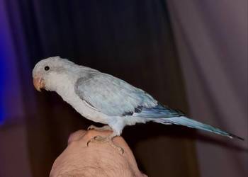 Mnicha nizinna - oswojona, ręcznie karmiona