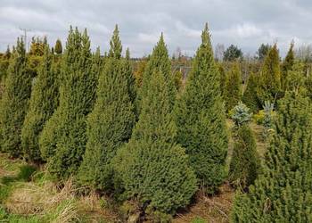 Świerk Biały/Conica Picea Glauca balot 180 cm Detal