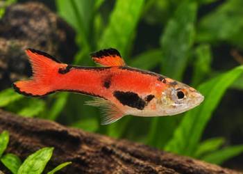 GUPIK ENDLERA RED – Poecilia wingei