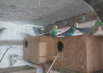 Sprzedam papugi faliste WPF i drobną egzotykę